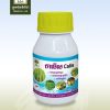 កាលីស. (Calis)
